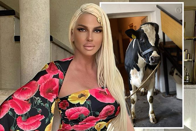 Jelena Karleuša, krava Slavica Jelena Karleuša, krava Slavica