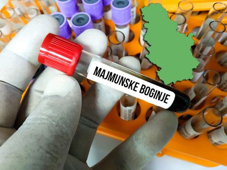 Majmunske boginje, Srbija Majmunske boginje, Srbija