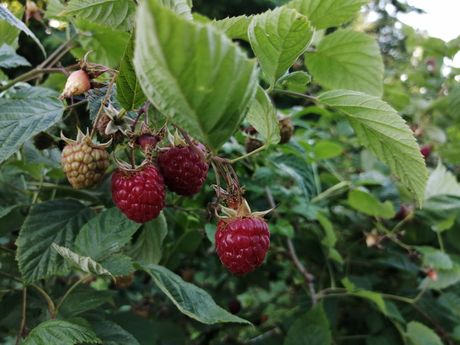 Mačva - maline