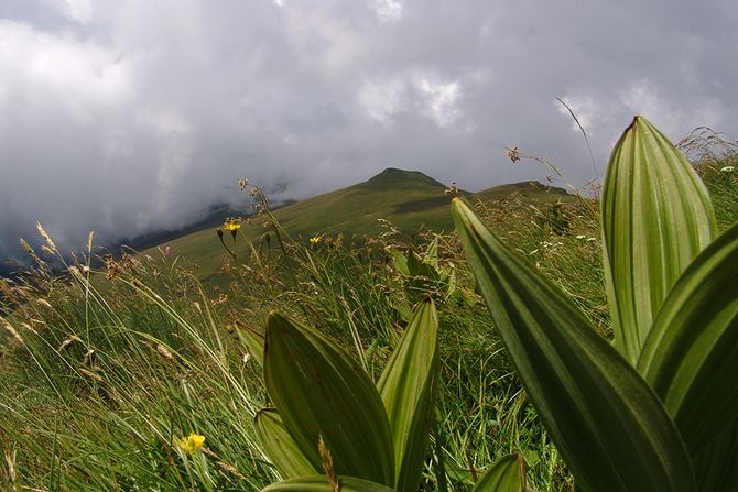 Stara planina