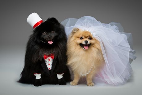 Pas venčanje