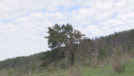 Zlatiborski okrug Nova Varoš stabla munike munika