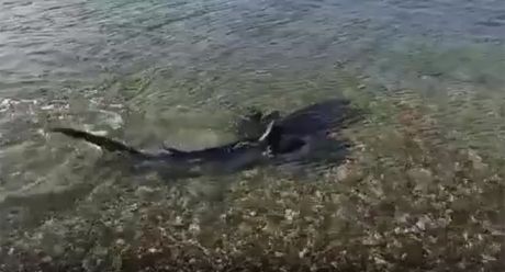 Ajkula Morski Pas Pomer Hrvatska Jadransko more