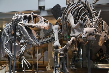 Skelet dinosaurusa