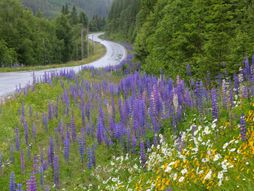 Kystriksveien, Obalni put, Norveška