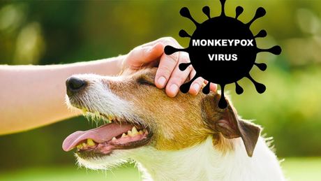 Majmunske boginje, monkey pox virus, životinje Majmunske boginje, monkey pox virus, životinje