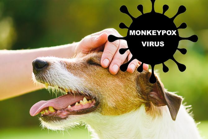 Majmunske boginje, monkey pox virus, životinje