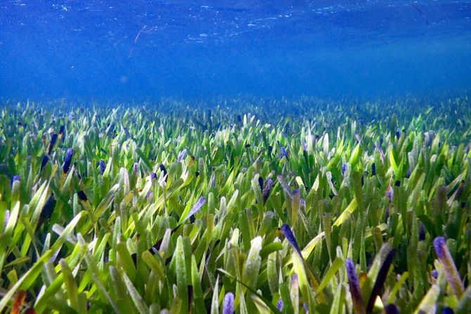 Posidonia australis veruje se da je najveća biljka na svetu