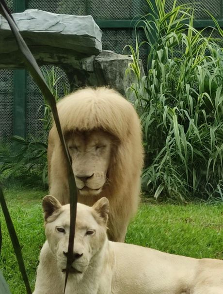 ošišani lav kina