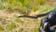 Nikad više zmija u Novom Pazaru! Izmilele nakon poplava, biološkinja objasnila ima li razloga za strah