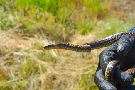 zmije, zmija, Udruženje za zaštitu, odgoj i proučavanje životinja "ZOO Planet"