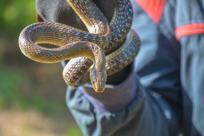 zmije, zmija, Udruženje za zaštitu, odgoj i proučavanje životinja "ZOO Planet"