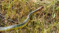 Kako prepoznati otrovnu zmiju? Pored jedne šare razlikuje ih i otisak nakon ujeda