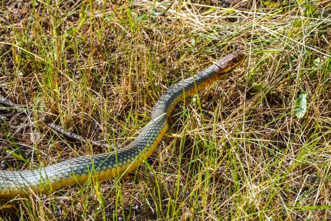 zmije, zmija, Udruženje za zaštitu, odgoj i proučavanje životinja "ZOO Planet"