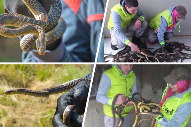 zmije, zmija, Udruženje za zaštitu, odgoj i proučavanje životinja "ZOO Planet"