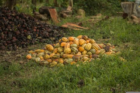Belize, čokolada, kakao Belize, čokolada, kakao