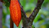 Cene kakaoa obaraju sve rekorde: Ovako nešto nije zabeleženo 50 godina!