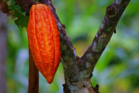 Belize, čokolada, kakao