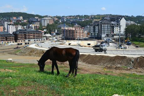 Zlatiborski kontrasti, konj, hiper gradnja