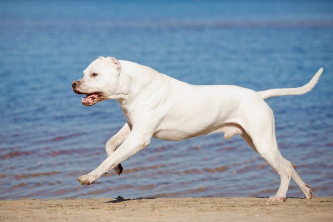 dogo argentino, Argentinska doga