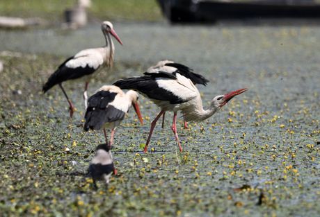 Koviljsko petrovaradinski rit kod Novog Sada