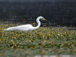 Koviljsko petrovaradinski rit kod Novog Sada