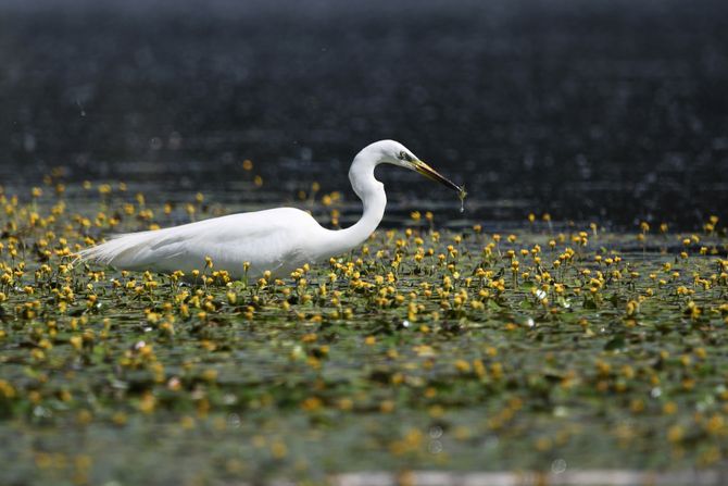 Koviljsko petrovaradinski rit kod Novog Sada