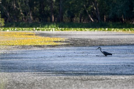 Koviljsko petrovaradinski rit kod Novog Sada
