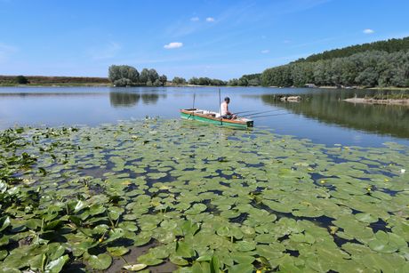 Koviljsko petrovaradinski rit kod Novog Sada