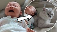 "Čuvanje deteta je lak posao za moju mačku": Beba plakala kao kiša, "savršena dadilja" odradila "magiju"