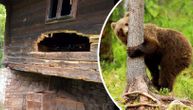 Bear breaks into home on Mt. Golija and steals all the honey: Milos finds broken jars in his wood cabin