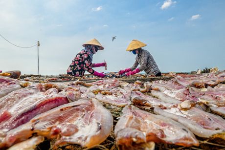 Stotine riba su položene da se suše u Vijetnamu