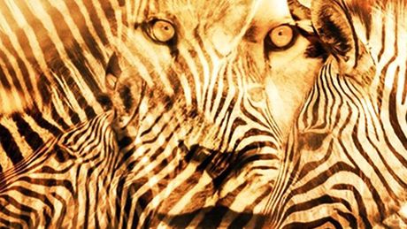 Test ličnosti zebra lav
