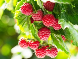 maline