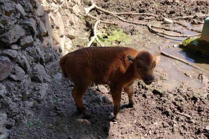 Zoo Palić, Zoološki vrt Palić