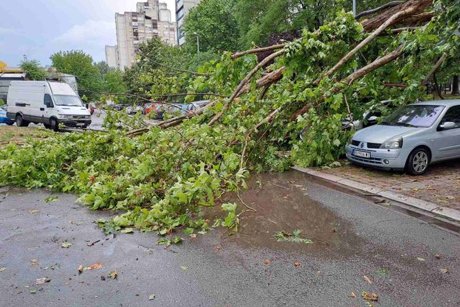 drvo, kajsija, novi beograd, polomljeno drvo