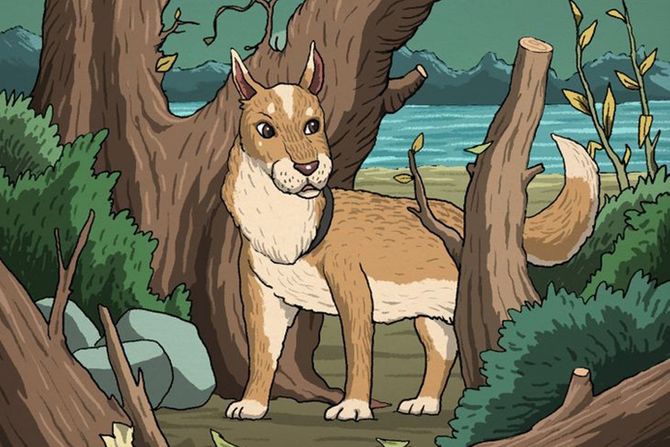 Optička iluzija Optička iluzija