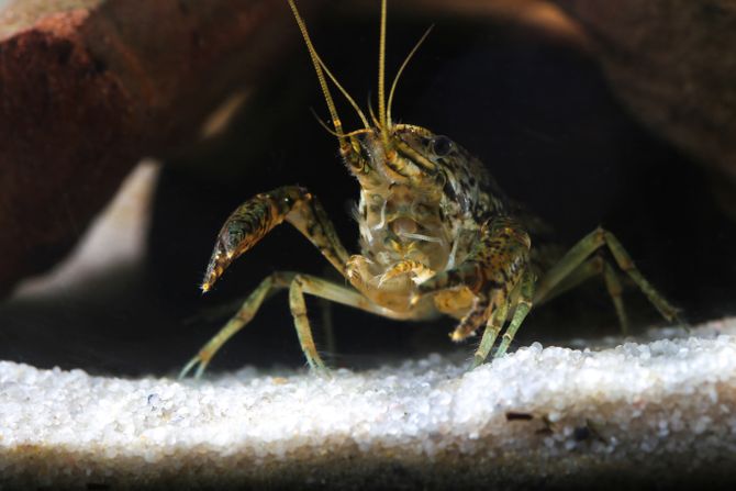 Rak Marbled Crayfish