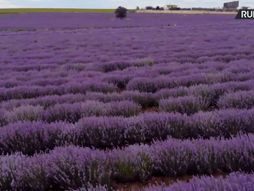 Polje lavande, Lavanda, Solun