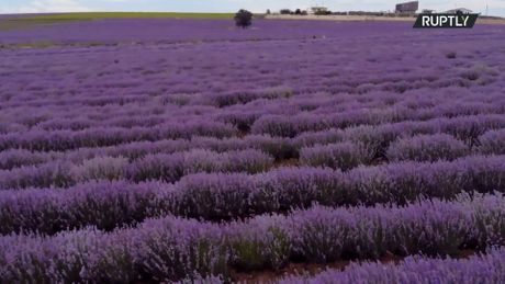 Polje lavande, Lavanda, Solun