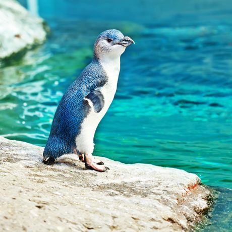 mali plavi pingvin