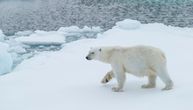Tragom polarnih medveda: DNK iz tragova u snegu može pomoći u nadziranju ugroženih životinja