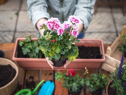 Cveće, pelargonije, biljke, terasa, balkon, orezivanje