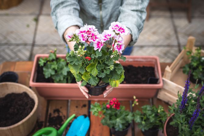 Cveće, pelargonije, biljke, terasa, balkon, orezivanje