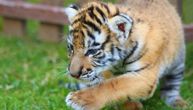 Zoo Palić ima novog stanovnika: Pogledajte kako izgleda mladunče bengalskog tigra koje oduševljava posetioce