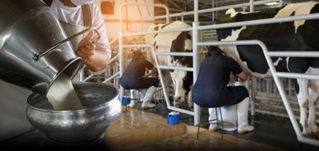 Muža krava mleko Muža krava mleko