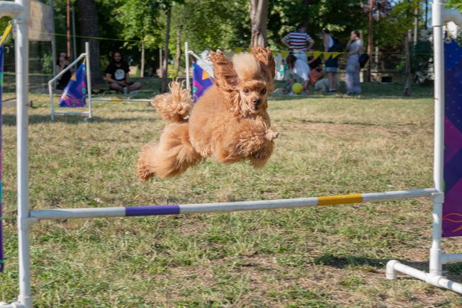 Festival ulični psi Kalemegdan