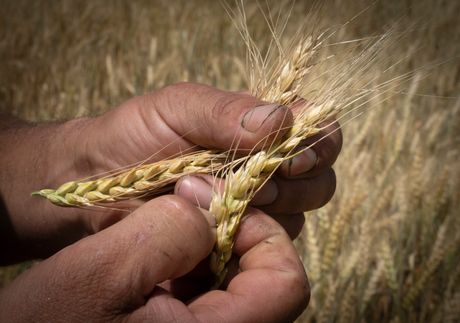 Pšenica, žito, Donjeck, Ukrajina