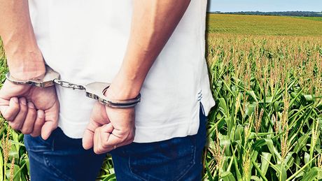 Kukuruz polje uhapšen muškarac hapšenje