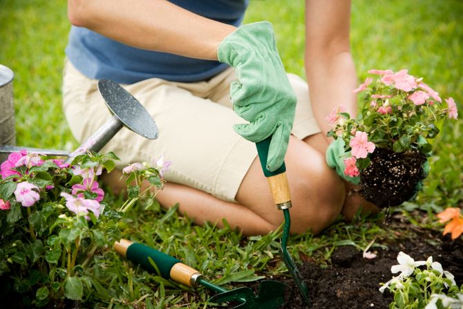 bašta, gardening